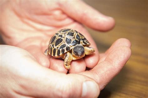  The Impatient Tortoise Bir Hayat Dersi mi Yoksa Komik Bir Şakaya mı Benziyor?