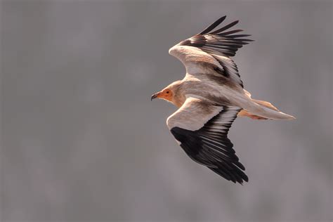  The Venomous Vulture!  An Epic Tale about Bravery and Forgiveness From the Shores of Ancient South Africa